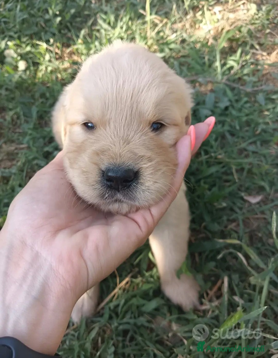 Golden Retriever cani in vendita: Golden retriever con pedigree  - Annuncio 3