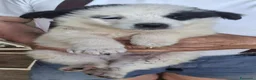 Meticcio cani in regalo: ROMOLO 💙 cerca il suo posto nel mondo a Provincia di Lucca - Annuncio 4