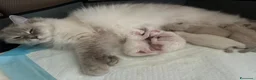 Siberiano gatti in vendita: Cucciolo siberiano neva cream  - Annuncio 3