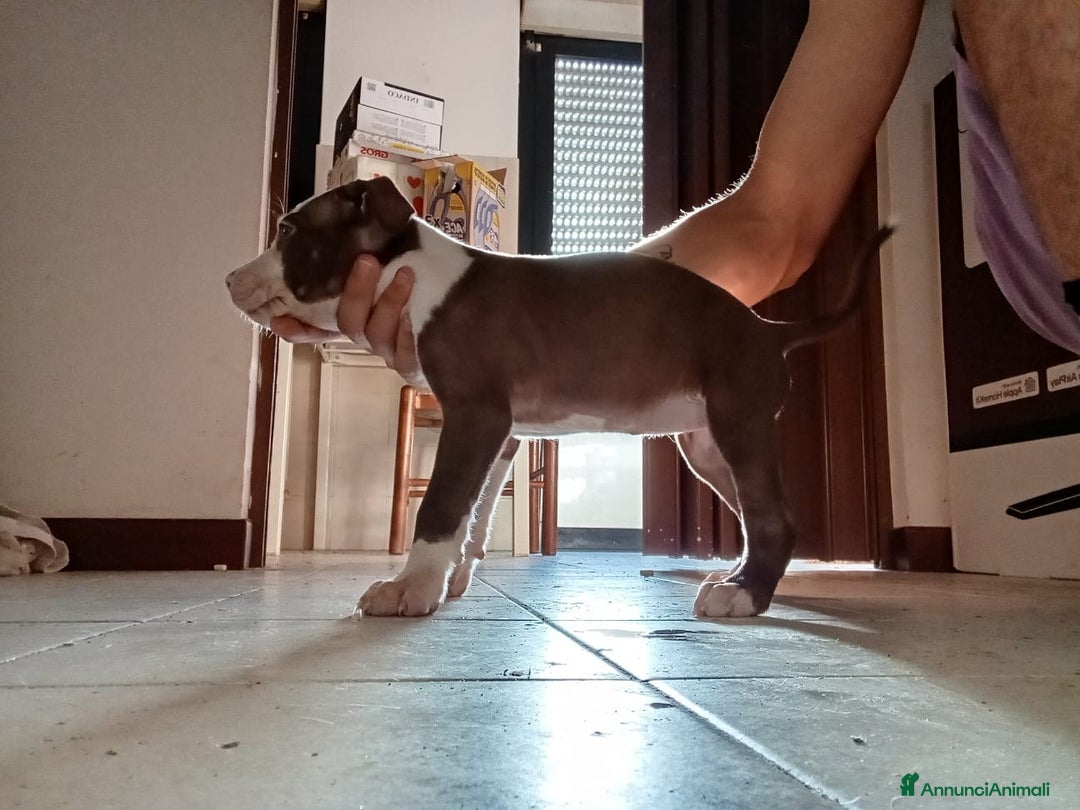 Pitbull cani in vendita: CUCCIOLI DI PITBULL a Provincia di Viterbo - Immagine 5