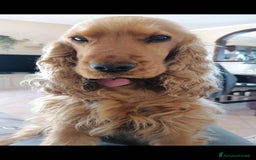 Cocker cani in vendita: Cuccioli cocker Spaniel inglese - Immagine 2