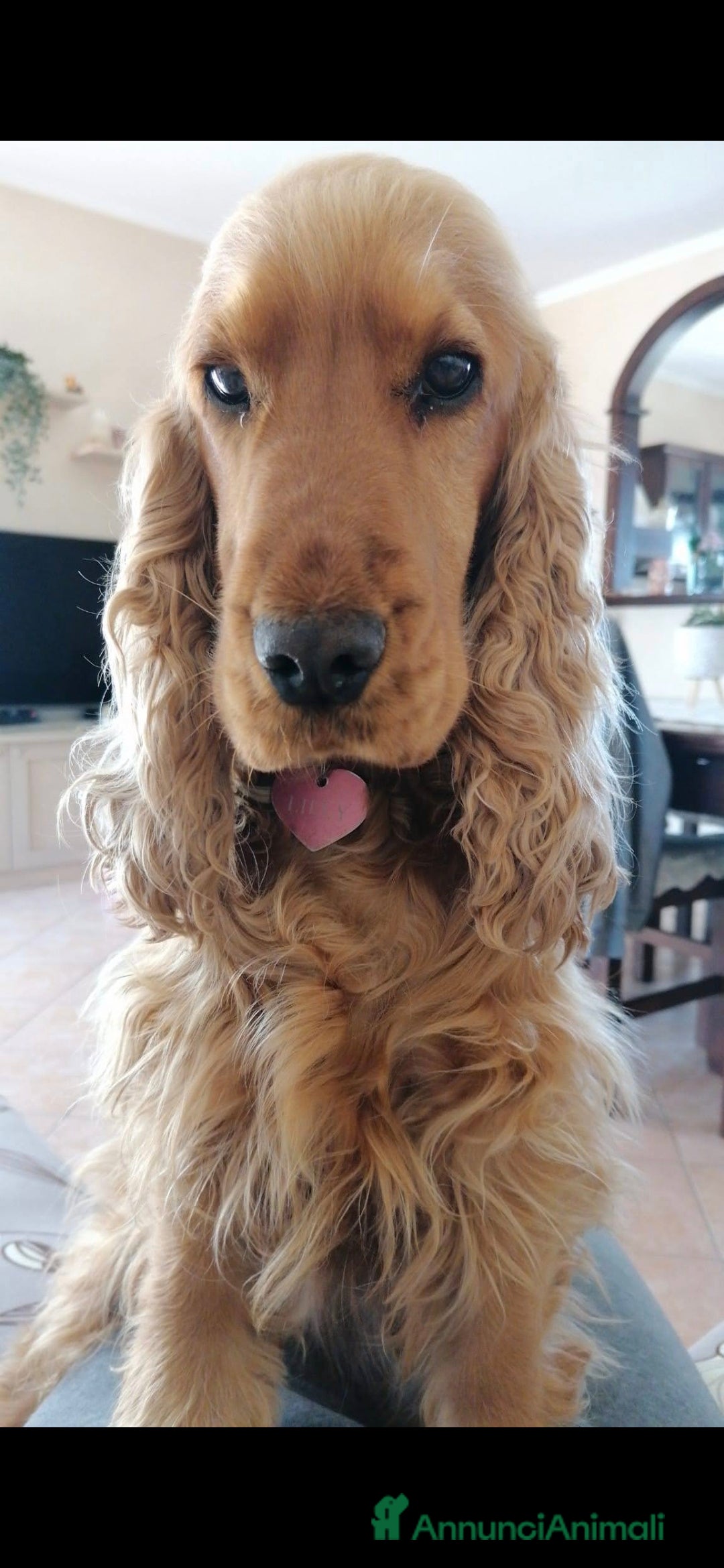 Cocker cani in vendita: Cuccioli cocker Spaniel inglese - Annuncio 2