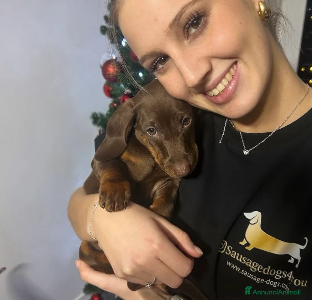 Bassotto cani in vendita: Bassotti Nani  - Annuncio 9