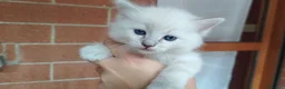 Ragdoll gatti in vendita: Gattini Ragdoll con pedigree  - Annuncio 7