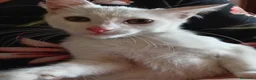 Europeo gatti in regalo: gattina cucciola bianca cerca casa🤍 - Annuncio 1