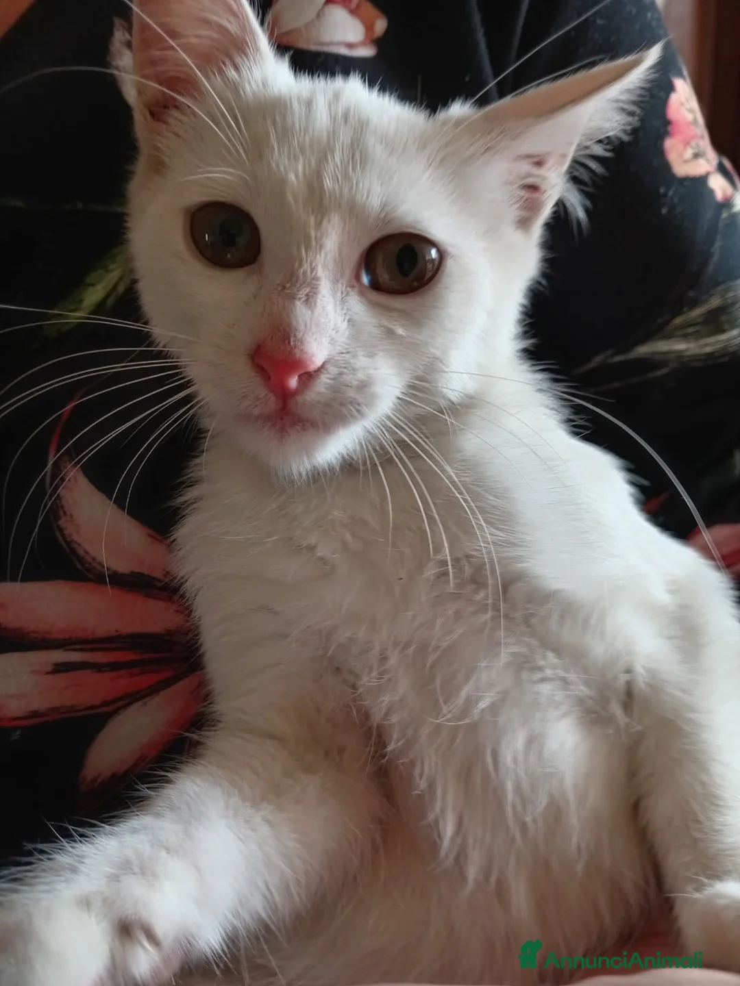 Europeo gatti in regalo: gattina cucciola bianca cerca casa🤍 - Annuncio 1