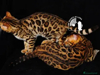 Bengala gatti Bengala da Sogno – Cuccioli Selezionati - Annuncio 9