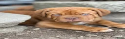 Dogue de Bordeaux cani in vendita: Dogue de Bordeaux CUCCIOLATA STRAORDINARIA  - Annuncio 18
