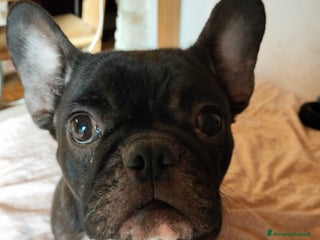 Bulldog Francese cani CUCCIOLI DI BULLDOG FRANCESE - Annuncio 1