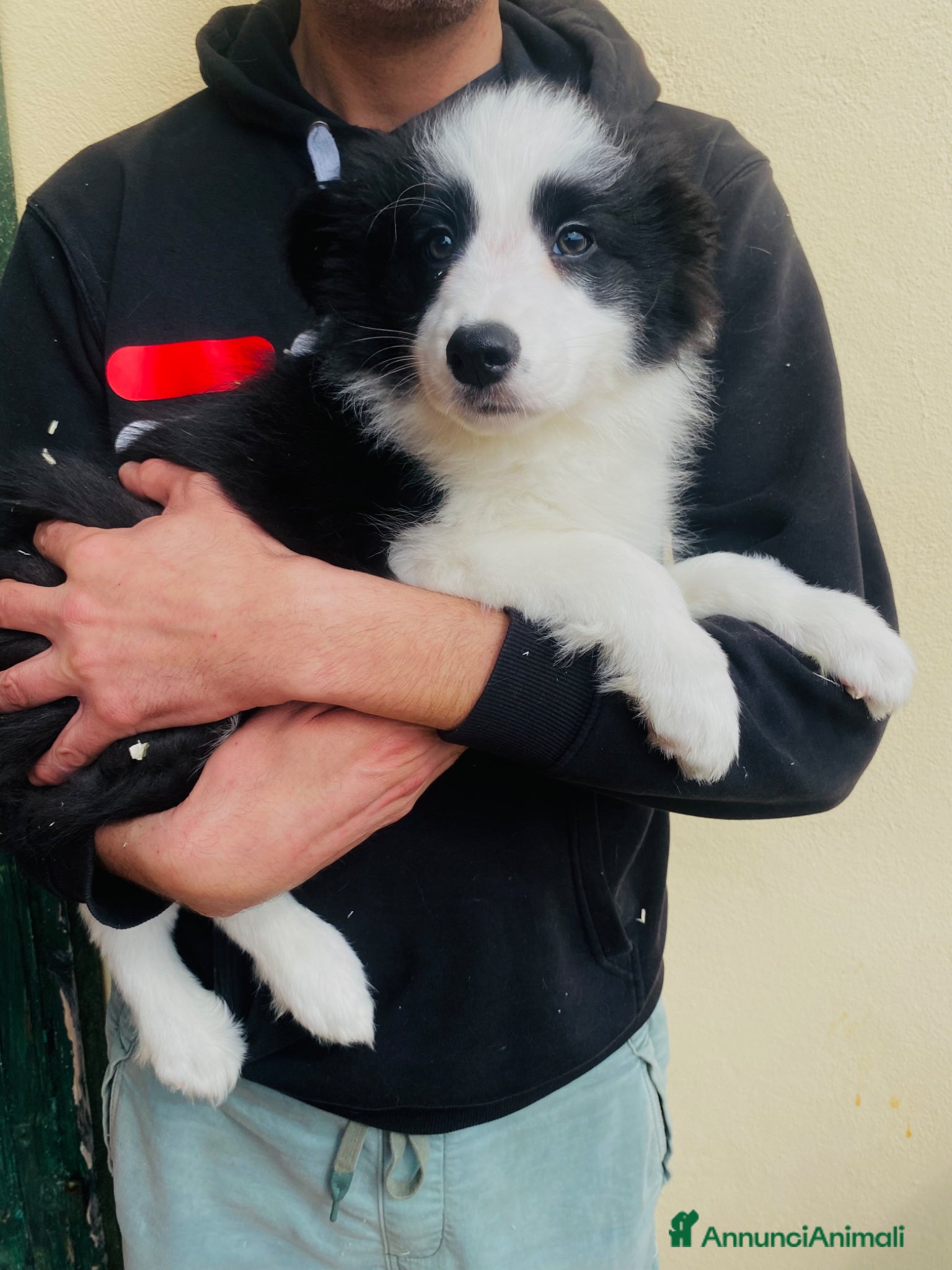 Border Collie cani CUCCIOLI BORDER COLLIE - Annuncio 3