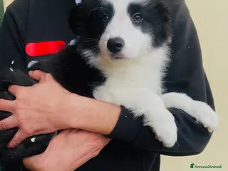 Border Collie cani CUCCIOLI BORDER COLLIE - Annuncio 4