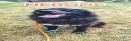 Meticcio cani in regalo: Nerone nessuno ti vuole perché sei nero a Provincia autonoma di Bolzano - Alto Adige - Annuncio 8