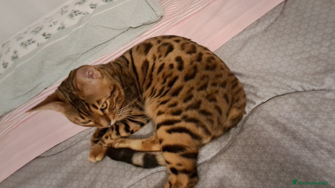 Bengala gatti in vendita: Bengala cucciolo maschio  - Annuncio 7