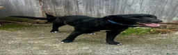 Meticcio cani in regalo: Skitty - Annuncio 6