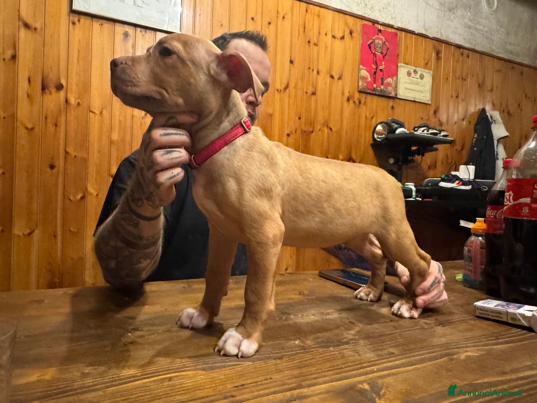 Pitbull cani in vendita: Cuccioli Pit Bull con Pedigree anche a rate - Annuncio 14