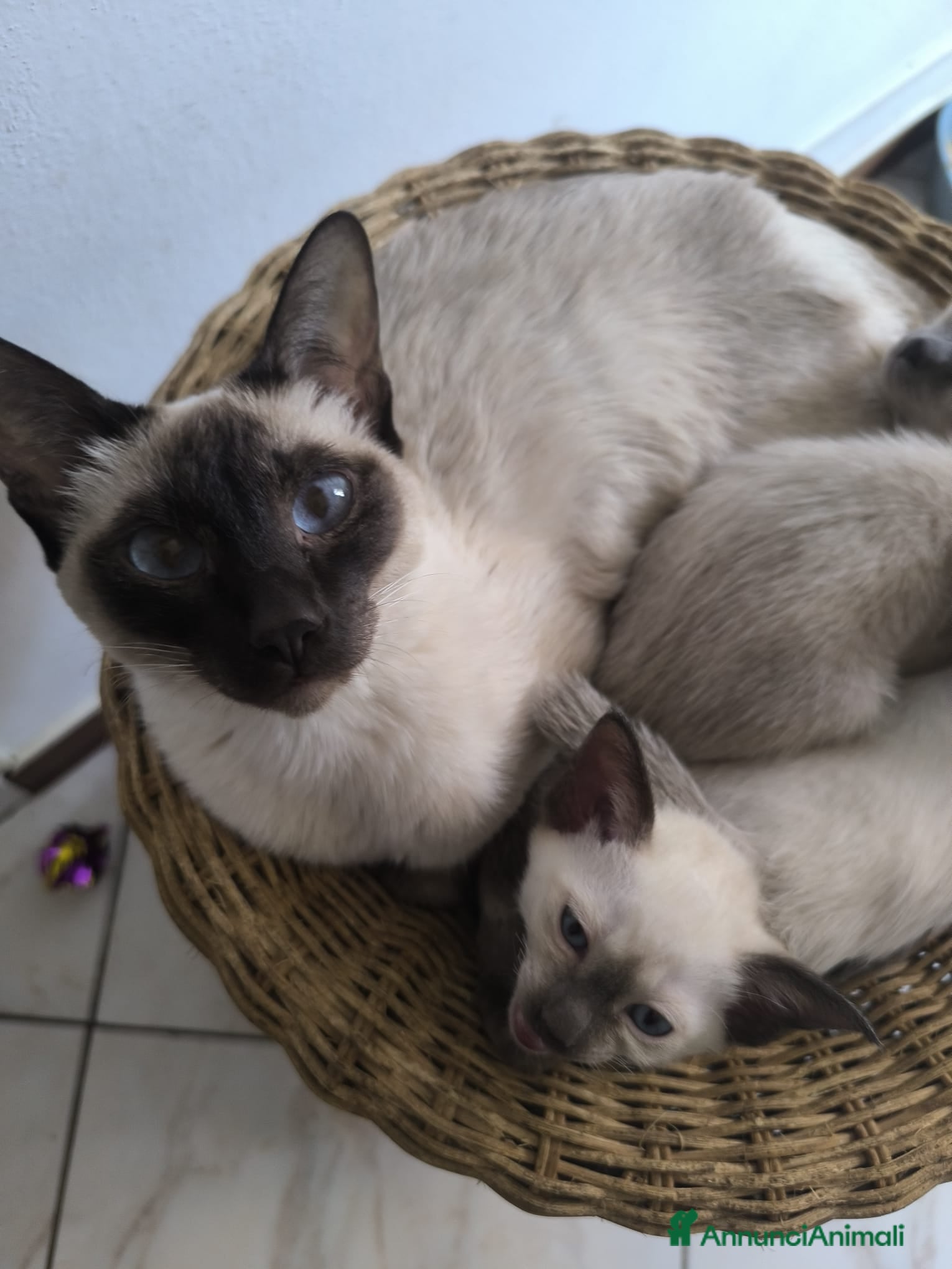 Siamese gatti Cuccioli Old Style Siamese, Pedigree e Microchip - Annuncio 1