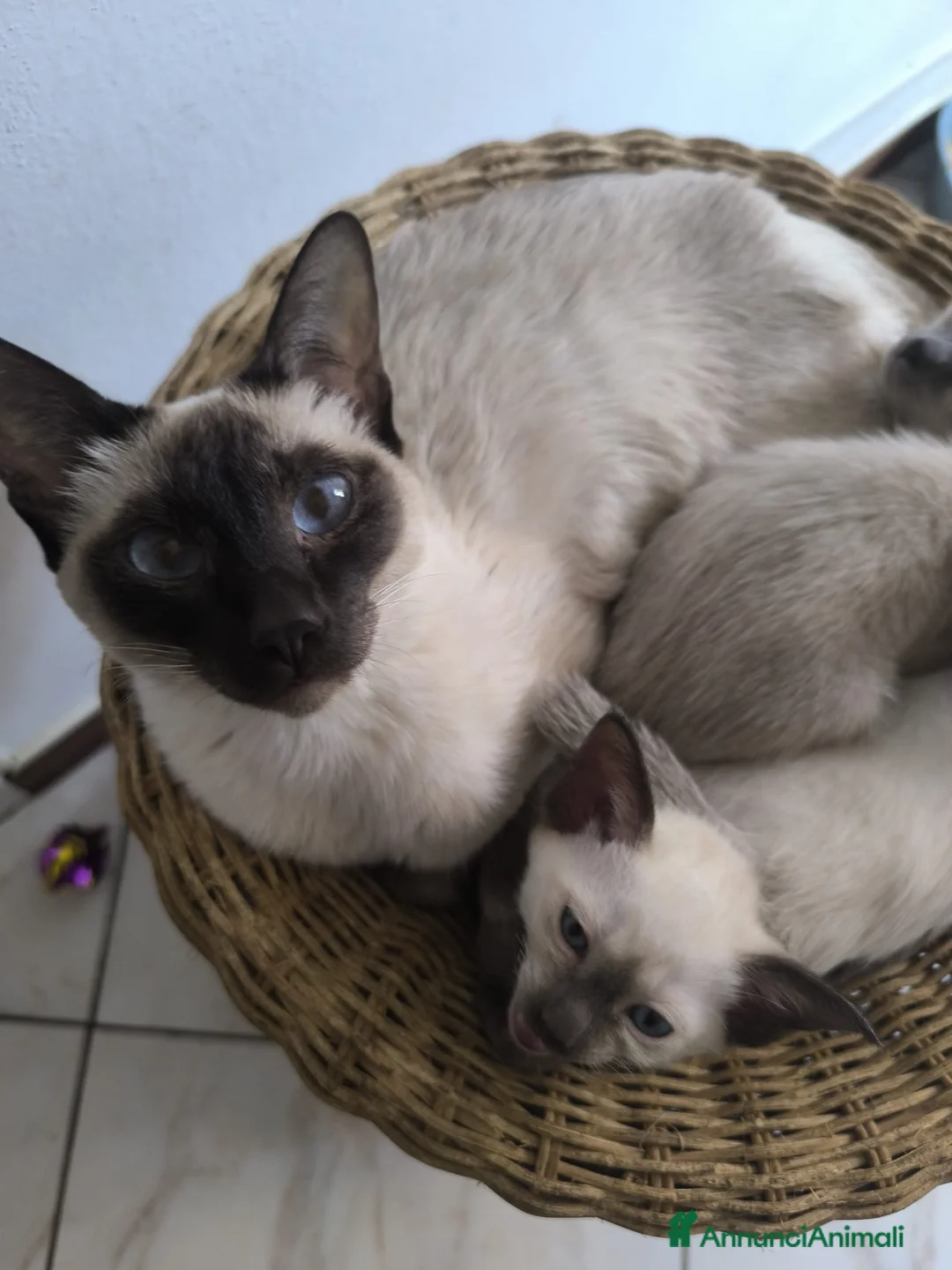 Siamese gatti in vendita: Cuccioli Old Style Siamese, Pedigree e Microchip - Annuncio 1