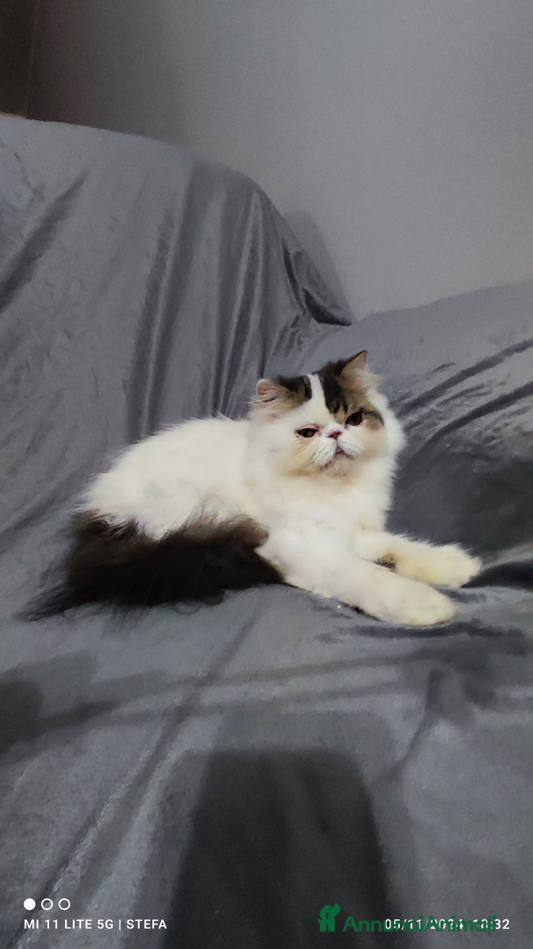 Persiano gatti in vendita: Gatto persiano bianco Braun arlecchino  a Città metropolitana di Milano - Annuncio 2