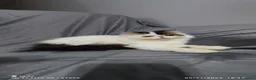 Persiano gatti in vendita: Gatto persiano bianco Braun arlecchino  a Città metropolitana di Milano - Annuncio 2