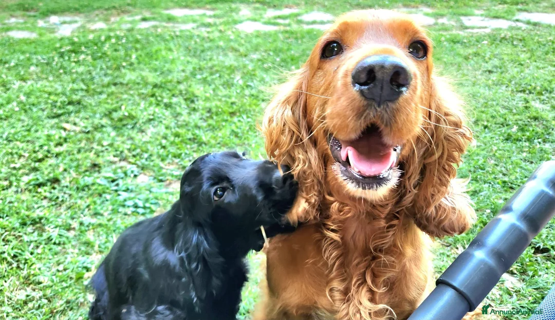 Cocker cani in vendita: Cucciolo di Cocker - Annuncio 2