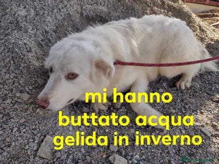 Meticcio cani ROBIN giovane, un timidino - Annuncio 17