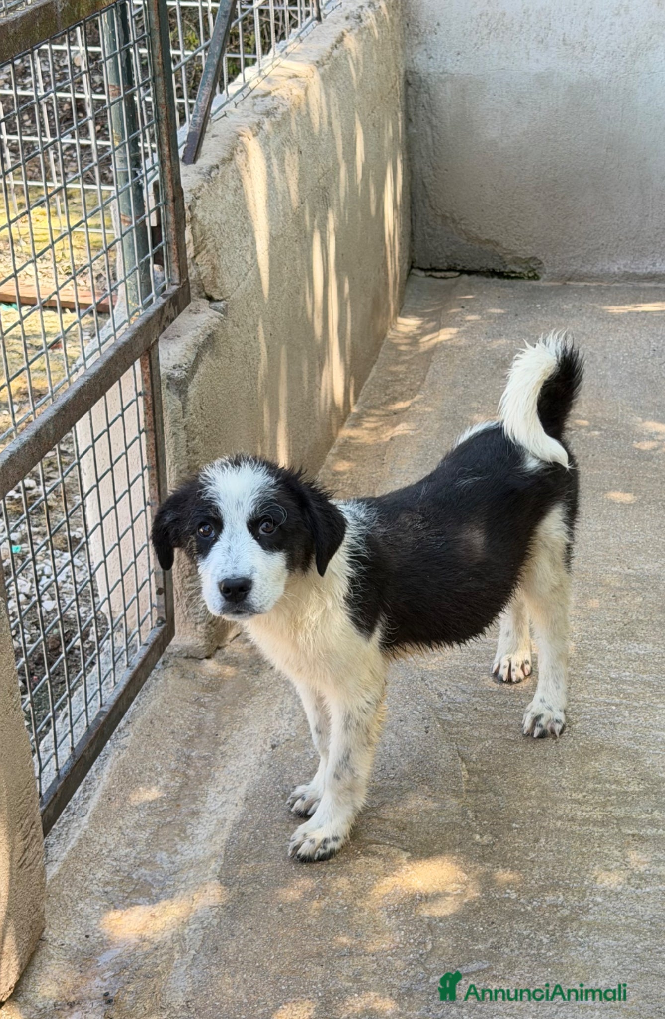 Meticcio cani Lele maschio  - Annuncio 24