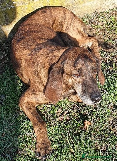 Meticcio cani NICK un compagno fedele - Annuncio 41