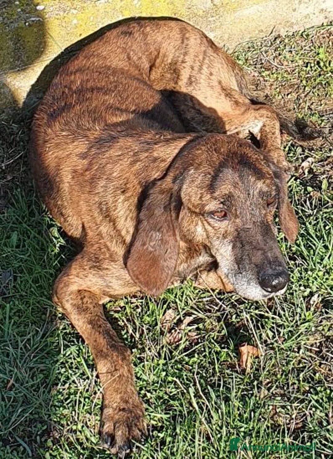 Meticcio cani in regalo: NICK un compagno fedele - Annuncio 1