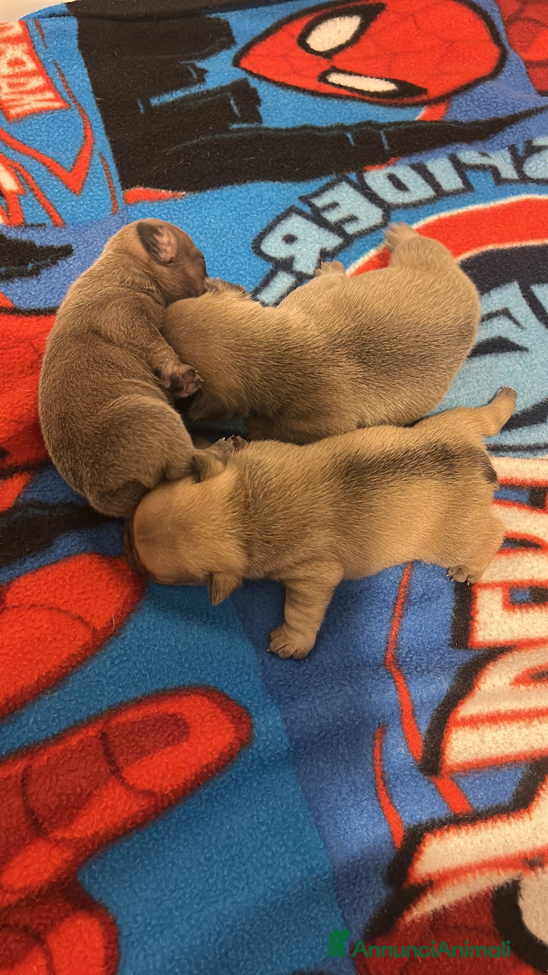 Bulldog Francese cani in vendita: Tre cuccioli bulldog maschi - Annuncio 10