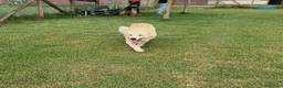 Meticcio cani in regalo: Astra, derivata Golden retriever in adozione - Annuncio 4