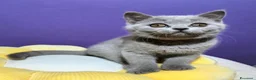 British gatti in vendita: Cuccioli British Shorthair lilac  - Annuncio 3