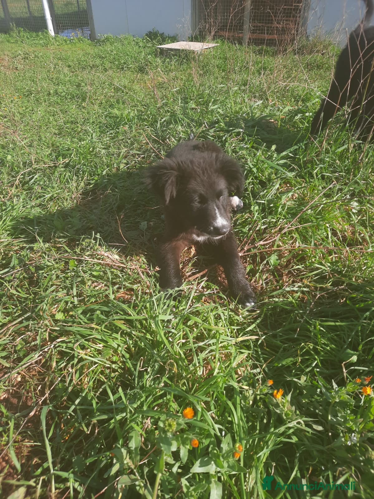 Meticcio cani 4 cuccioli in cerca di casa  - Annuncio 23