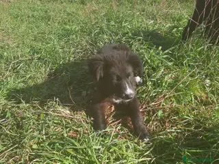 Meticcio cani 4 cuccioli in cerca di casa - Annuncio 23
