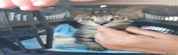Meticcio gatti in regalo: Giulius il bello - Annuncio 4