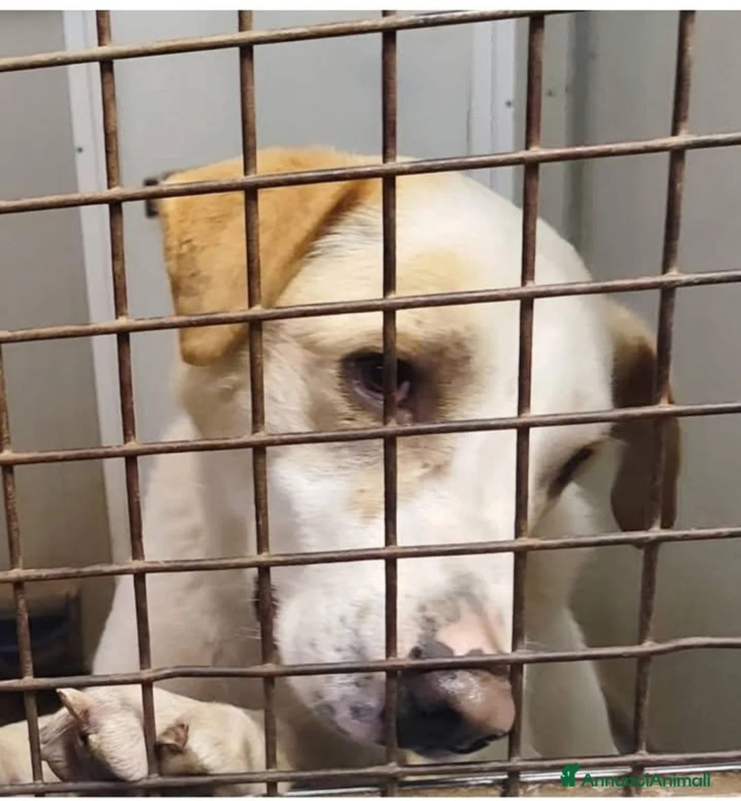 Meticcio cani in regalo: Ciccio 7anni vive in pochi mq! MILANO SOS - Annuncio 1