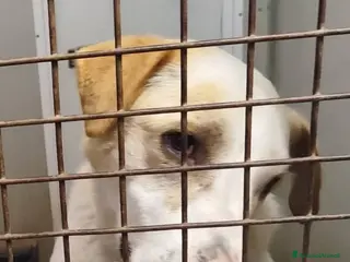 Meticcio cani Ciccio 7anni vive in pochi mq! MILANO SOS - Annuncio 10