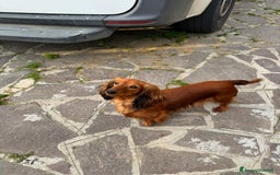 Bassotto cani in vendita: cuccioli di bassotto tedesco pelo lungo a Provincia di Modena - Immagine 7