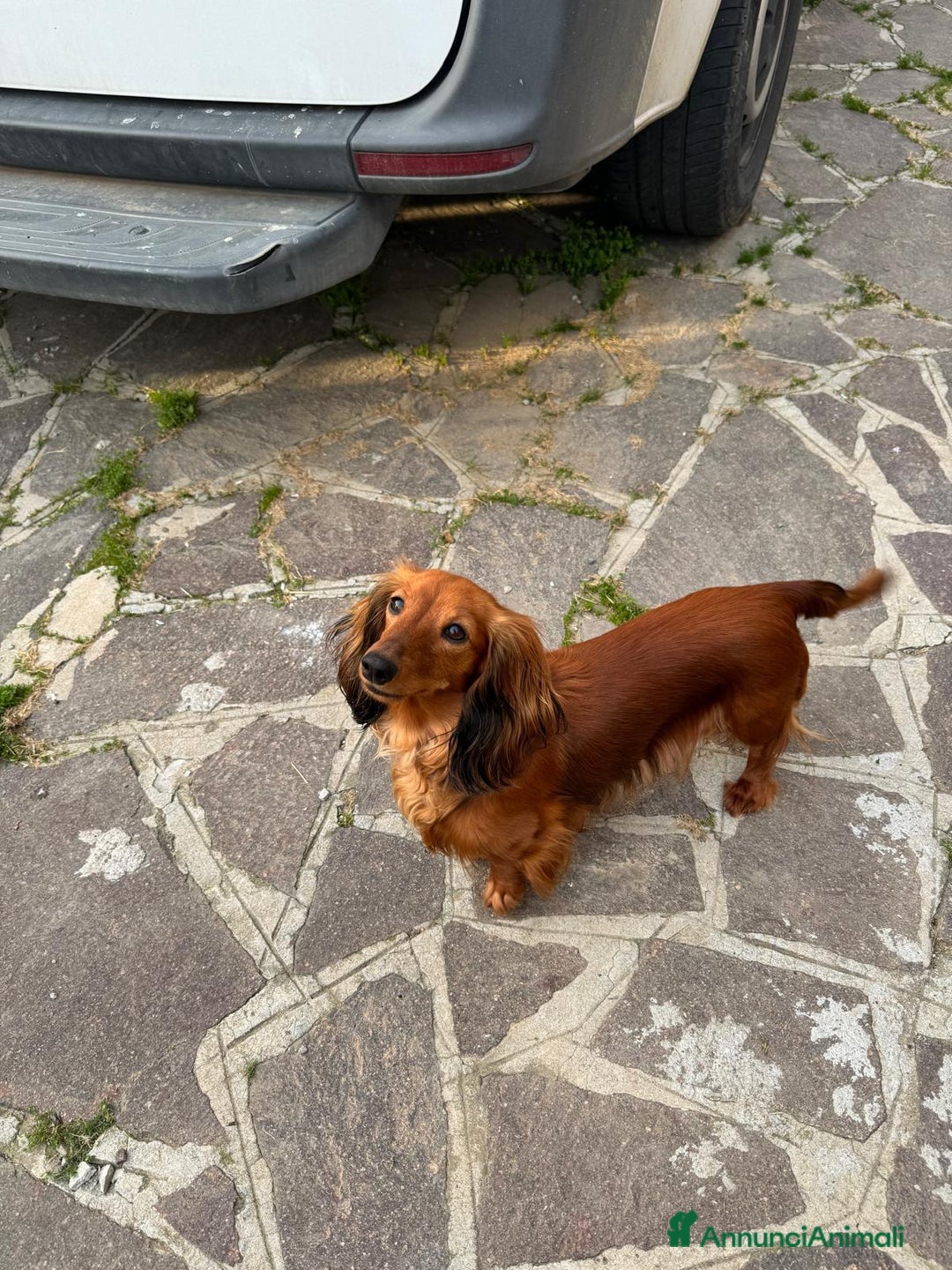 Bassotto cani in vendita: cuccioli di bassotto tedesco pelo lungo a Provincia di Modena - Immagine 7