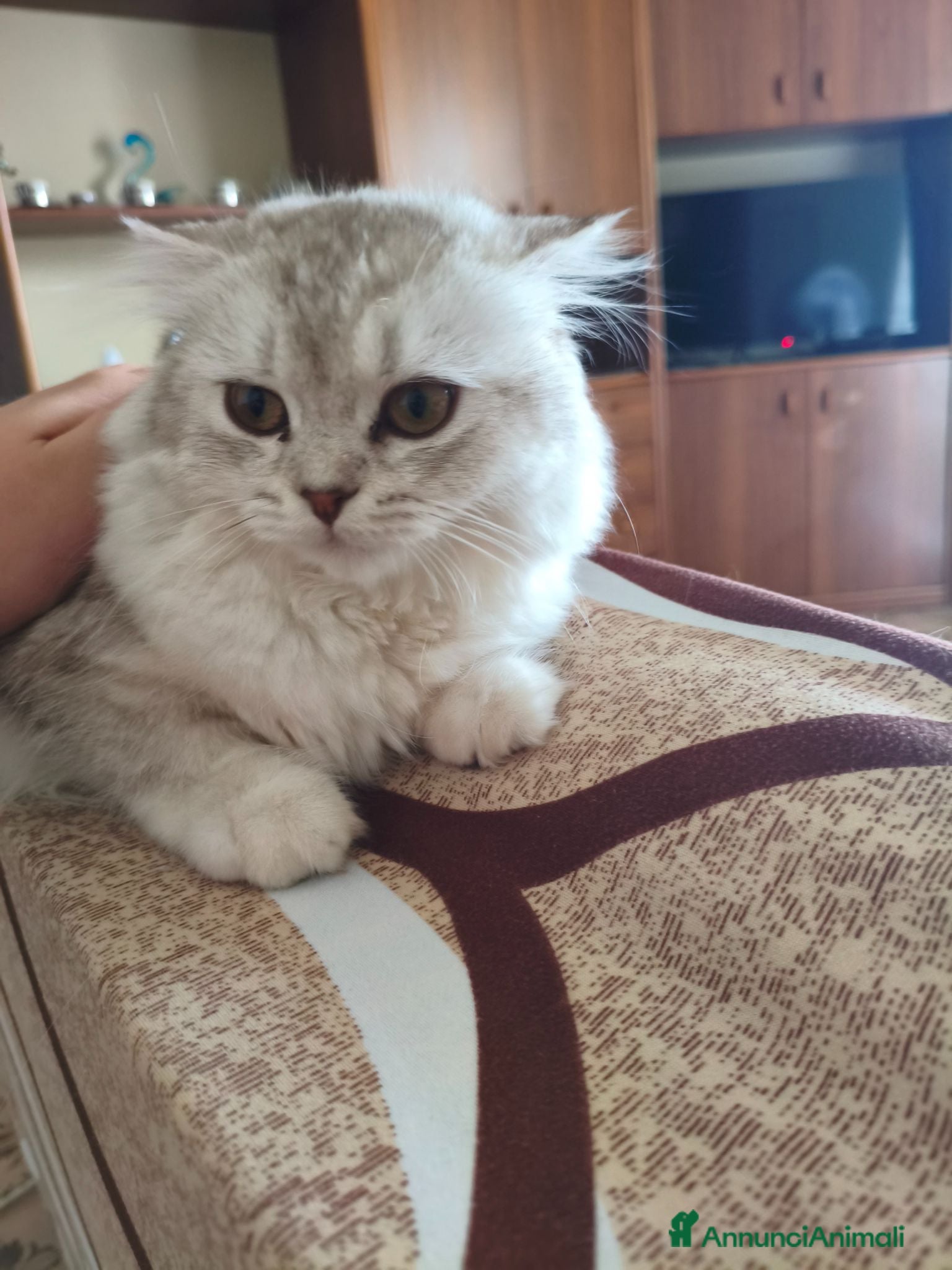 Scottish gatti Splendide gattine Scottish (Fold/Straight)  6 mesi - Annuncio 15