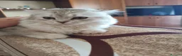 Scottish gatti in vendita: Splendide gattine Scottish (Fold/Straight)  6 mesi a Provincia di Brescia - Annuncio 1