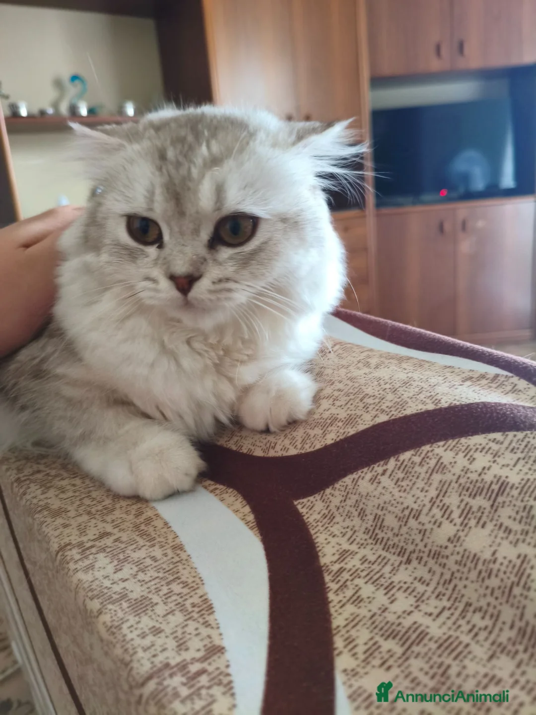 Scottish gatti in vendita: Splendide gattine Scottish (Fold/Straight)  6 mesi a Provincia di Brescia - Annuncio 1
