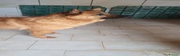 Chow Chow cani in regalo: Grazia, Chow Chow Mix in canile - Annuncio 3