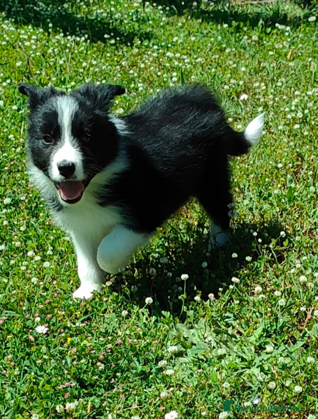 Border Collie cani in vendita: Border collie  a Provincia di Frosinone - Annuncio 2