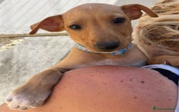 Meticcio cani in regalo: Argo, Peter & Rudy, 60 giorni a Provincia di Bergamo - Immagine 6