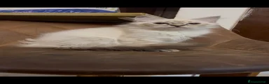 Siberiano 1