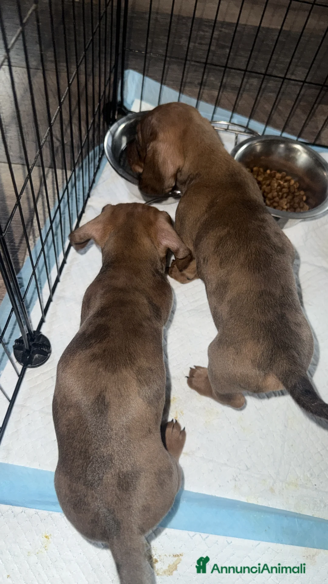 Bassotto cani in vendita: bassotti arlecchino fulvo merle - Annuncio 7