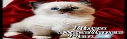 Ragdoll gatti in vendita: Ragdoll cuccioli seal/bicolor  a Città metropolitana di Milano - Annuncio 4