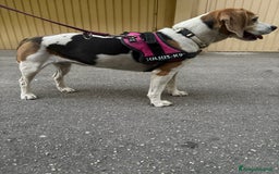 Beagle cani in regalo: Ariel - Beagle a Provincia di Caserta - Immagine 3