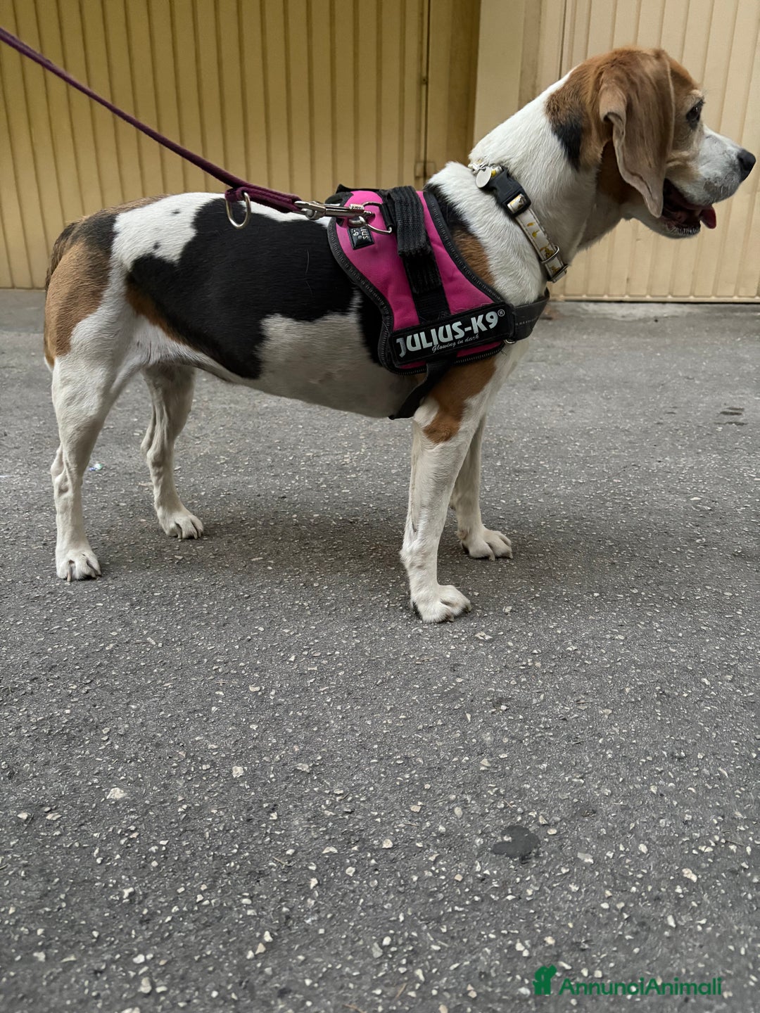 Beagle cani in regalo: Ariel - Beagle a Provincia di Caserta - Immagine 3