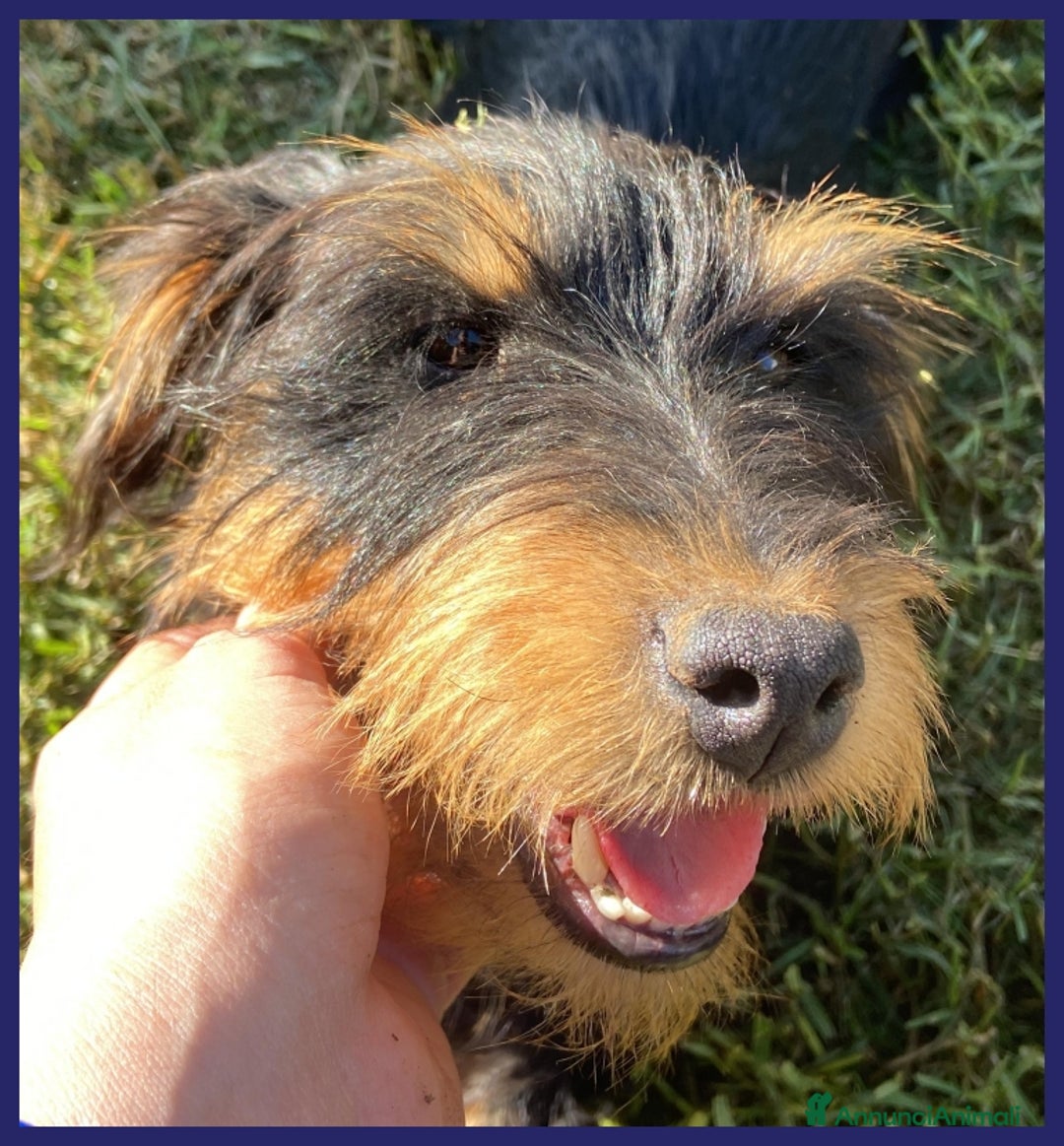Jack Russell cani in regalo: BECCA JAGDTERRIER 4 ANNI, 8-9 KG, VIVEVA PER STRA a Città metropolitana di Milano - Immagine 2